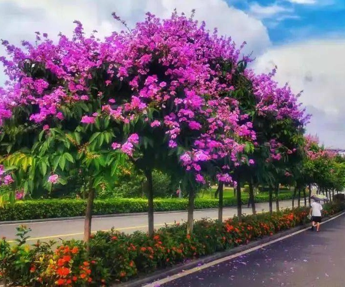 1632550763589258.jpg 紫薇55555555555555.jpg