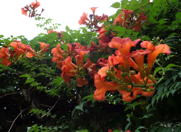 1632580616107576.jpg image.jpg