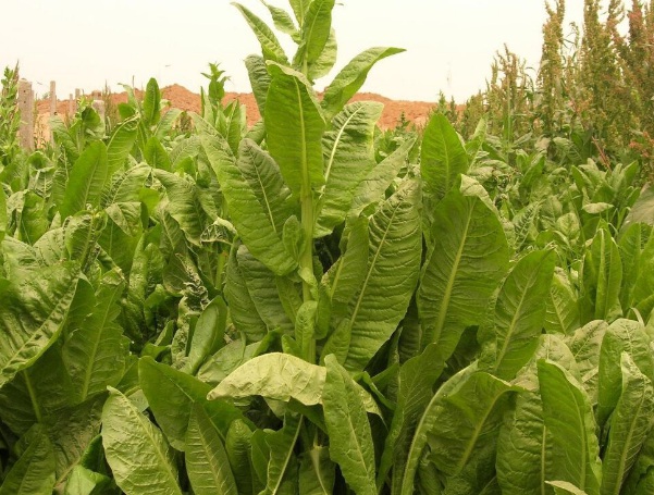 1632581808273716.jpg image.jpg