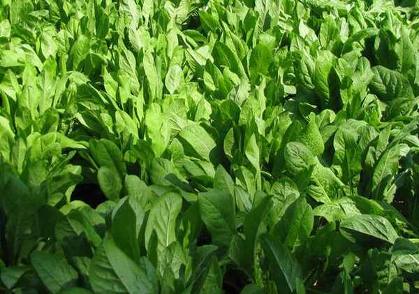 1632581837711078.jpg image.jpg