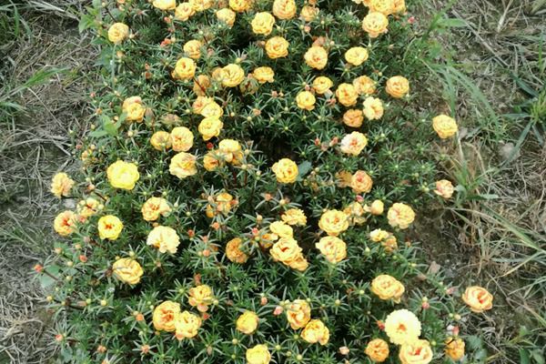 太陽(yáng)花 太陽(yáng)花