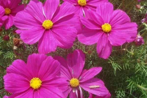 格?；?/></p><p style=