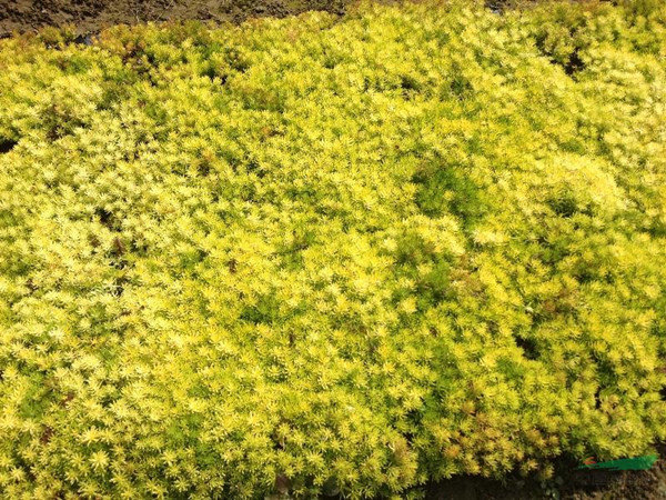 金葉佛甲草能越冬嗎 金葉佛甲草能越冬嗎