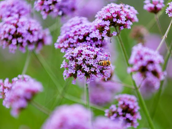 馬鞭草花期多長時間