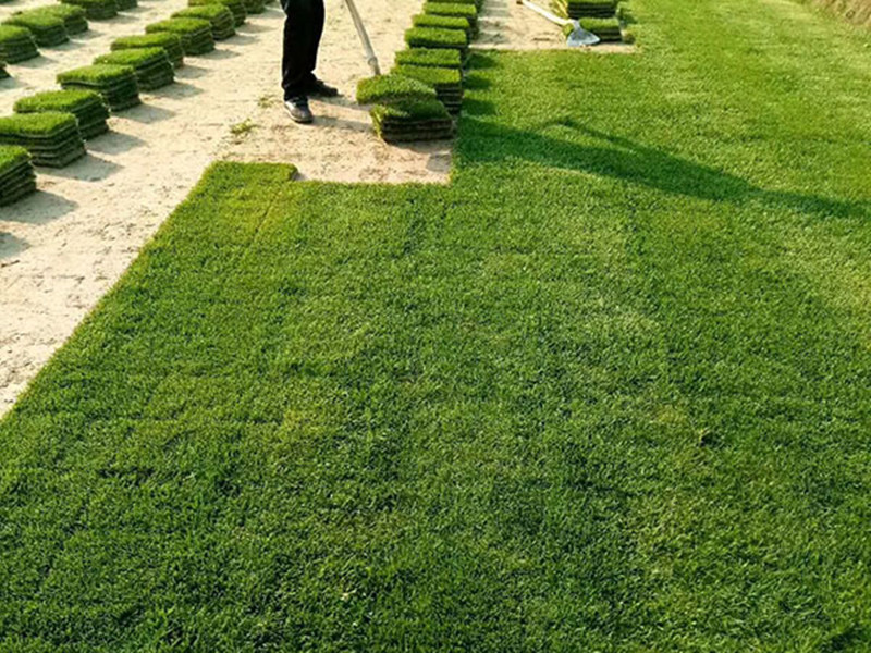 一平米需要多少草籽 一平米需要多少草籽