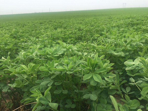 紫花苜蓿 紫花苜蓿