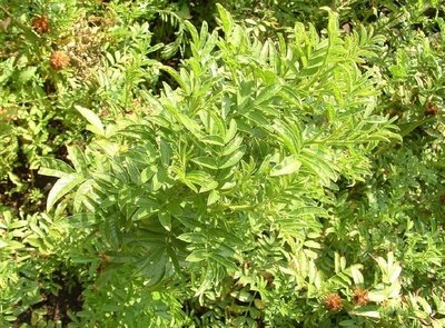 1632741118666384.jpg 1632741118666384.jpg