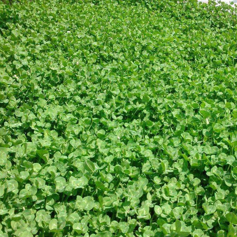 1632743367854565.jpg 4703f490151bbe19b1de9f7c7322215d_1584584420434660.jpg