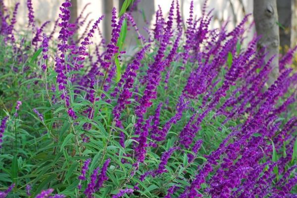 紫絨鼠尾 紫絨鼠尾