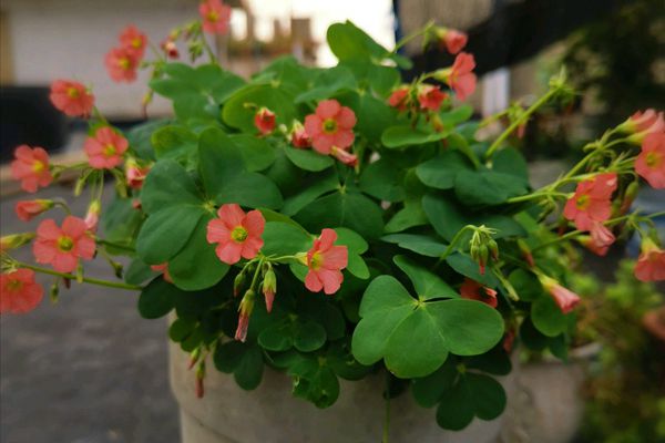 綠葉酢漿草 綠葉酢漿草