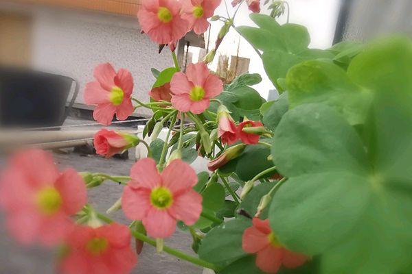 綠葉酢漿草 綠葉酢漿草