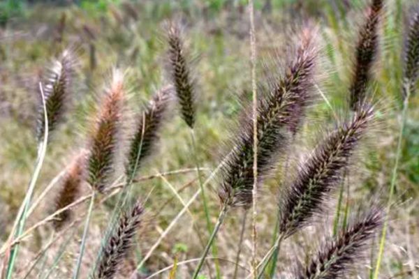 紫狗尾草 紫狗尾草