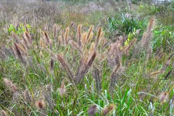 紫狗尾草 紫狗尾草