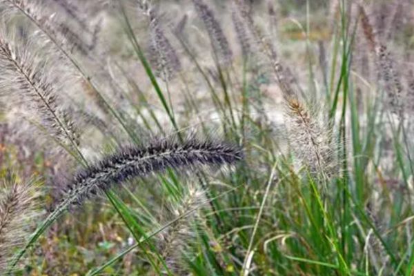 紫狗尾草 紫狗尾草