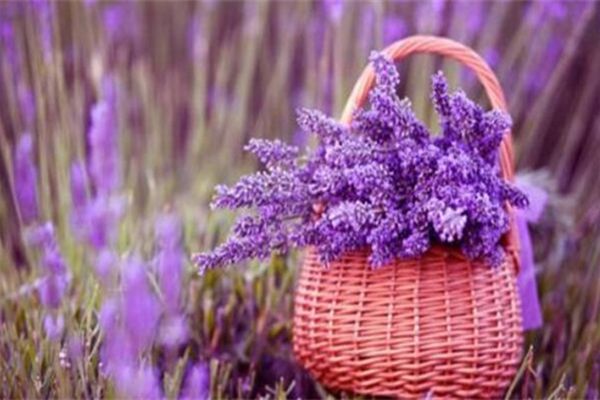 薰衣草