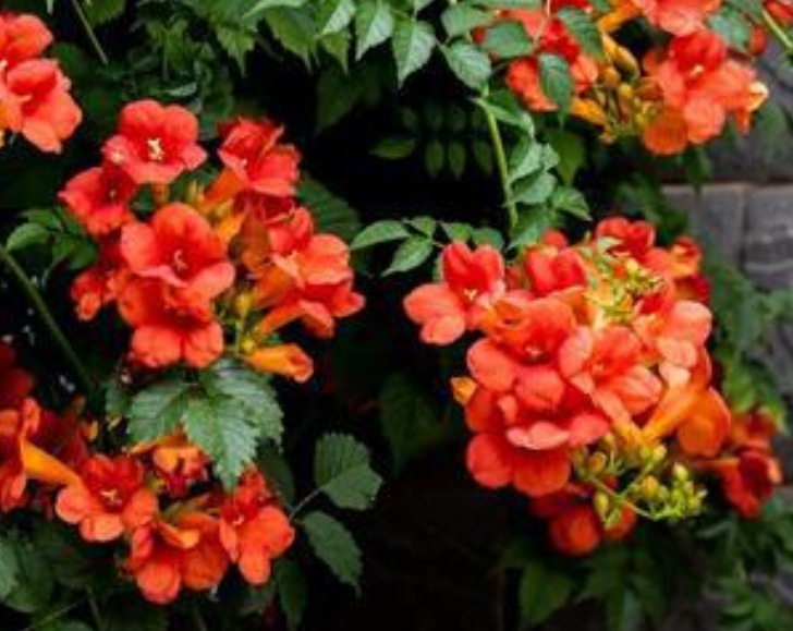 1632809004533455.jpg 凌霄11111.jpg