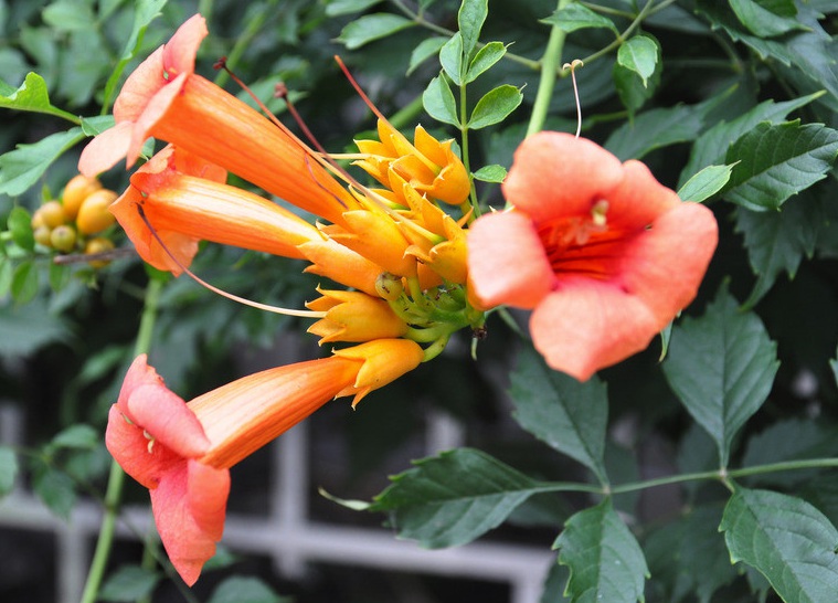 1632809053951221.jpg 凌霄3.jpg