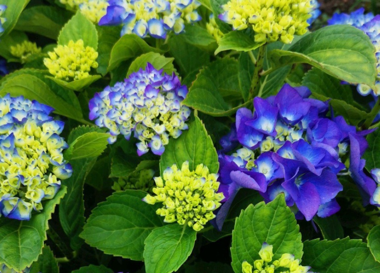 1632809482262901.jpg 繡球3.jpg