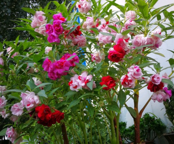 1632822949613795.jpg image.jpg