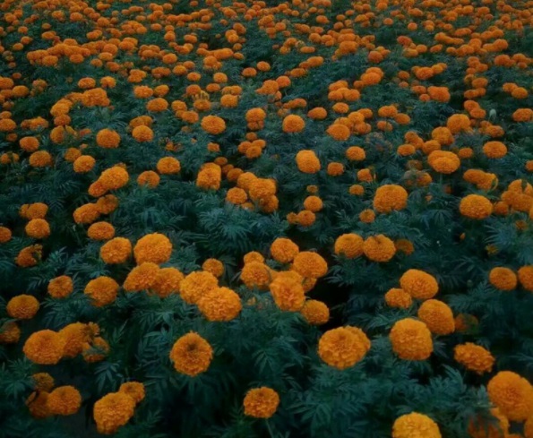 1632823065205003.jpg image.jpg