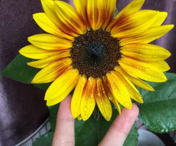 1632823136264028.jpg image.jpg