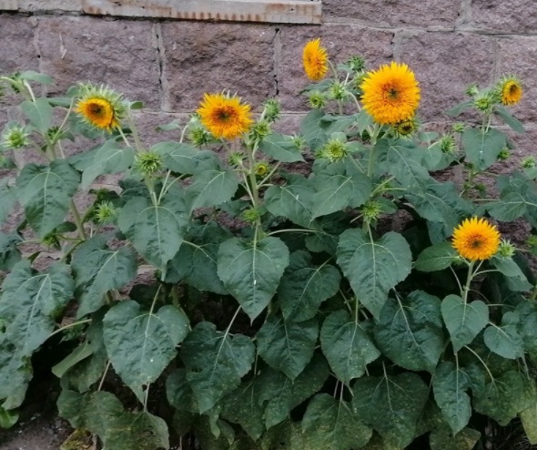 1632823171120369.jpg image.jpg