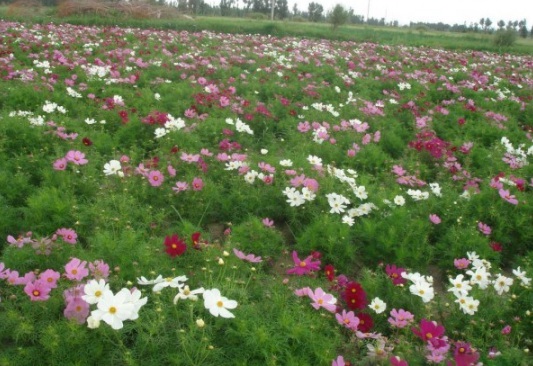 1632823375342087.jpg image.jpg