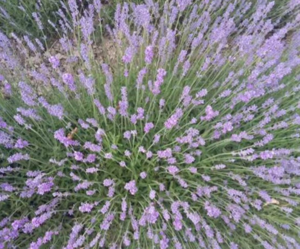 1632826311400398.jpg image.jpg