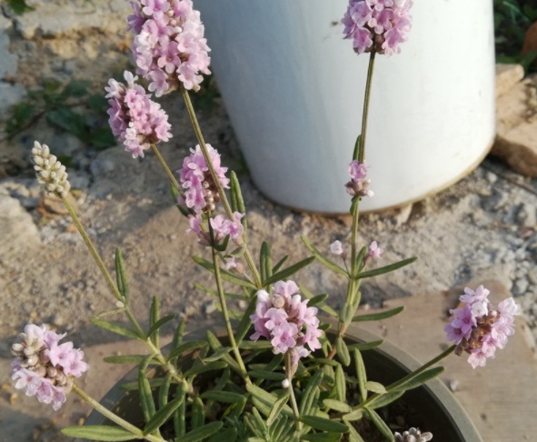 1632826331446693.jpg image.jpg