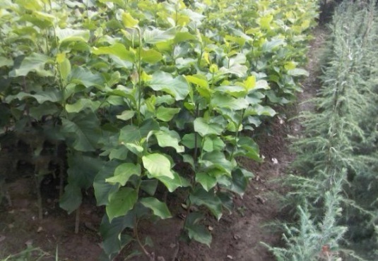 1632829163801926.jpg image.jpg