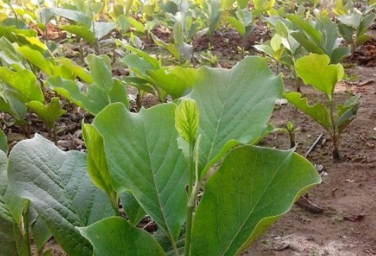 1632829173521179.jpg image.jpg