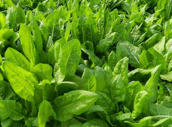 1632836244345502.jpg image.jpg