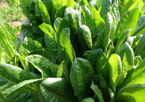 1632836259327120.jpg image.jpg