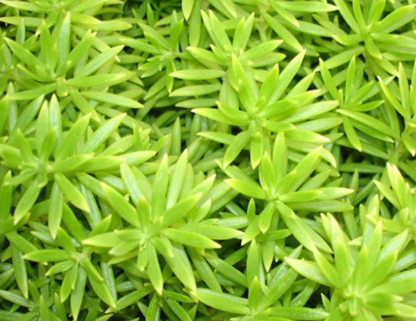 1632836500501759.jpg image.jpg