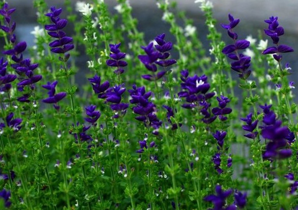 1632836629224394.jpg image.jpg