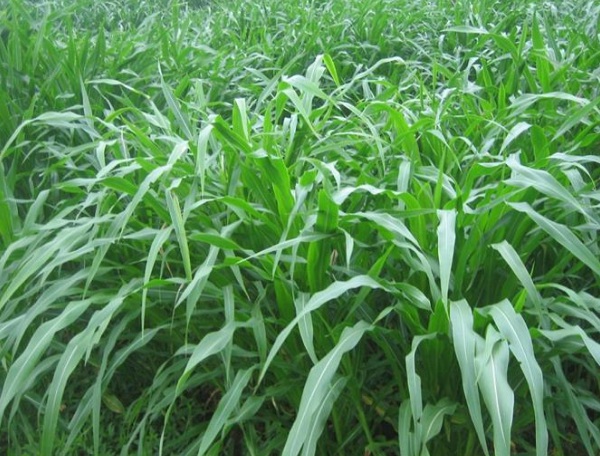 1632873053908706.jpg image.jpg