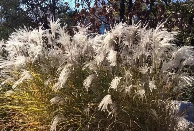 1632881730173809.jpeg 1632881730173809.jpeg