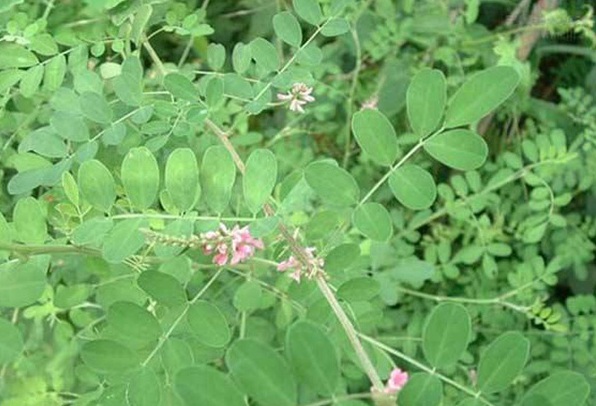 1632895160232054.jpg image.jpg