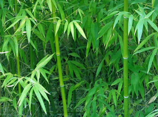 1632895279572817.jpg image.jpg