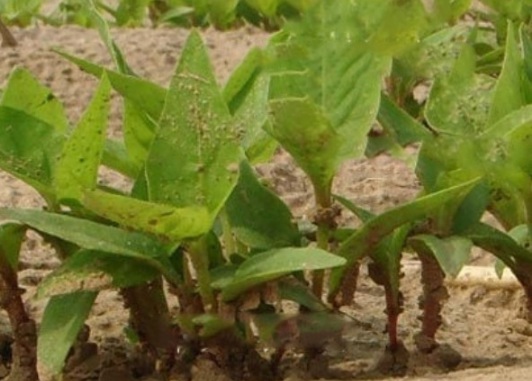 1632895523539686.jpg image.jpg