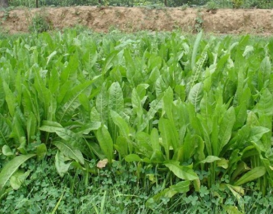 1632901813552954.jpg image.jpg