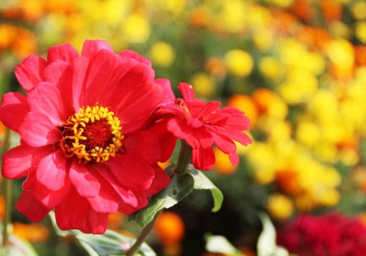 1632902902235621.jpg 太陽花11111111111.jpg