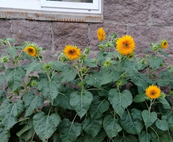 1632904439235298.jpg image.jpg