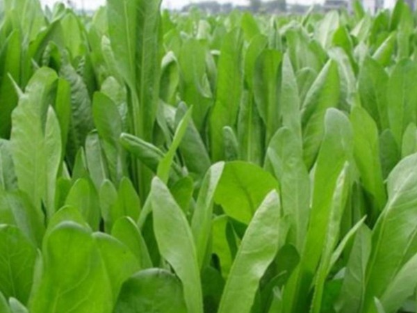 菊苣圖片 菊苣圖片