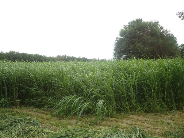 蘇丹草圖片 蘇丹草圖片