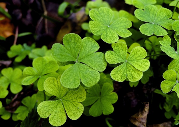 1632962635771739.jpg image.jpg