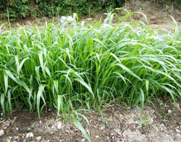 1632964007388169.jpg image.jpg