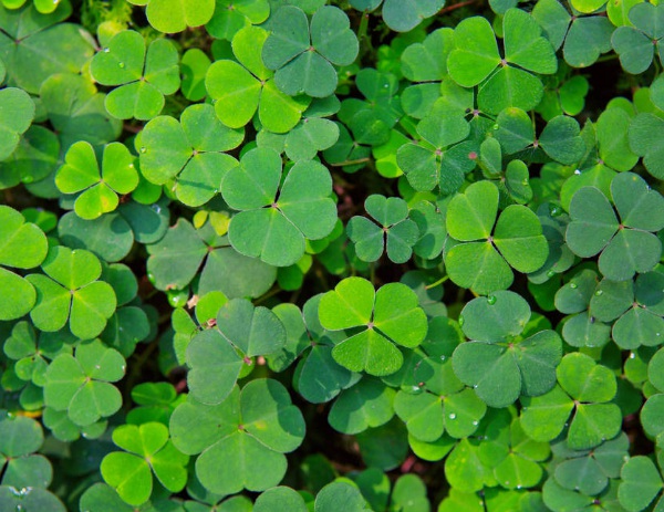 1632964310373905.jpg image.jpg