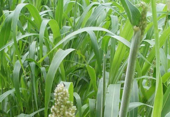 1632964407329938.jpg image.jpg