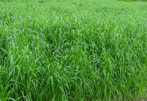 1632965110380843.jpg image.jpg